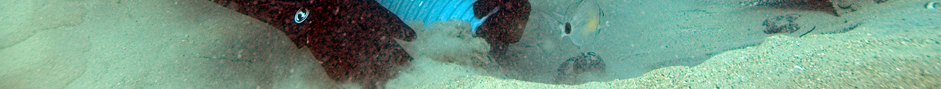 banner sección