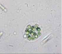 Gloeocapsa