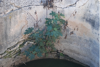Biodeterioro Materiales pétreos