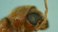 Anobium punctatum