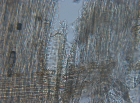 Ulmus minor rd, 200x