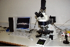 Microscopia optica