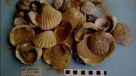 Investigación paleobiológica