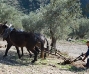 La cultura del olivar en Sierra Mágina. En PH Boletín Nº78