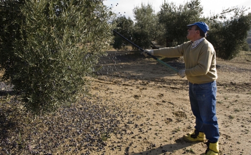 Recogida de la aceituna. Porcuna. Autor: Cazalla Montijano, Juan Carlos. Fondo gráfico IAPH