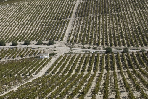 Viñedos de Macharnudo o Cortijo de Majuelo. Jerez de la Frontera, Cádiz. Autor: Juan Carlos Cazalla Montijano. Fondo gráfico IAPH