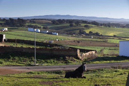 Paisaje de la Dehesa. Paymogo. Autor: Cazalla Montijano, Juan Carlos. Fondo Gráfico IAPH