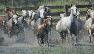 Bajo Guadalguivir: Ritos y oficios ganaderos