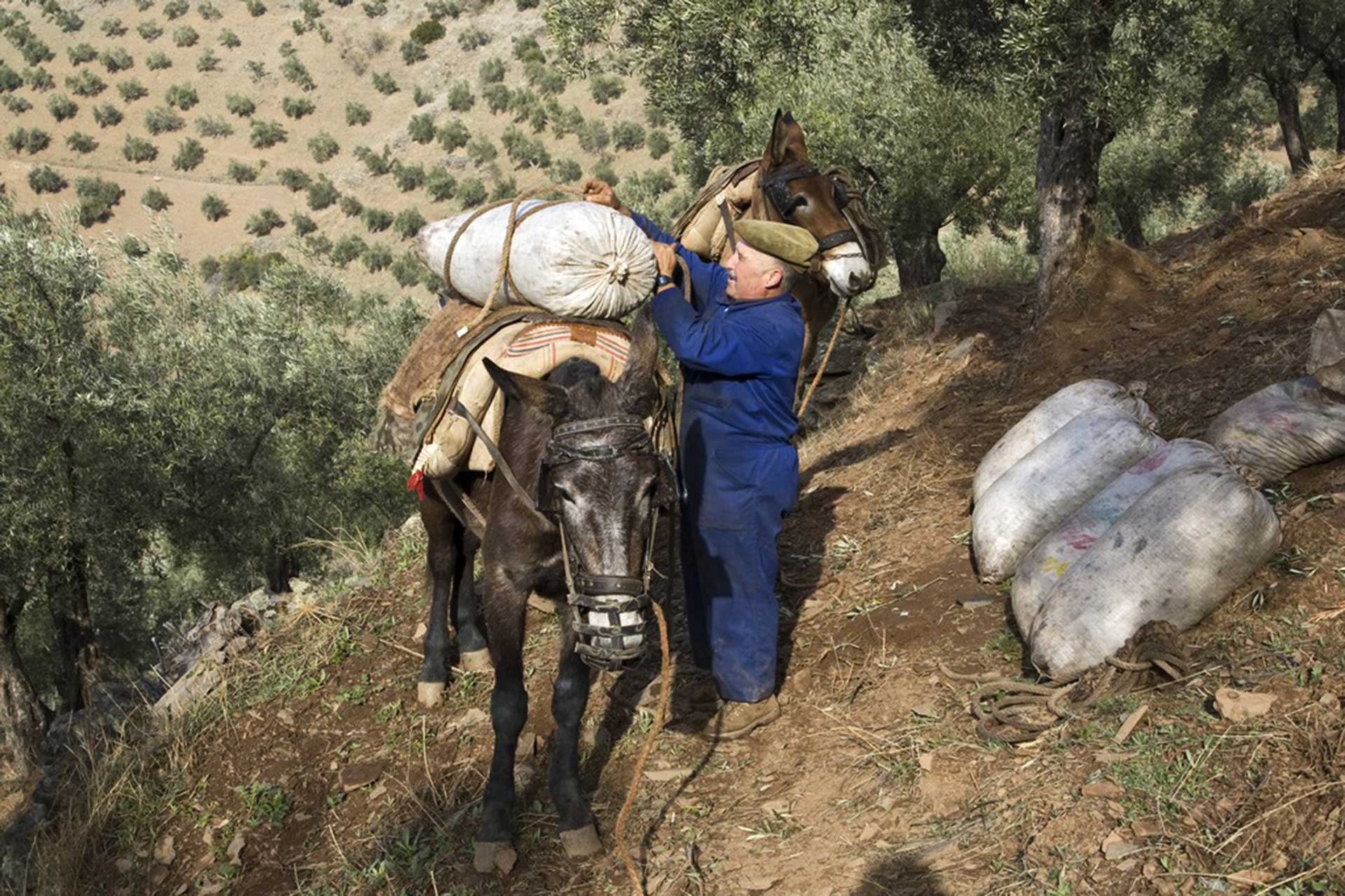 Conocimiento tradicional: oleicultura y olivicultura
