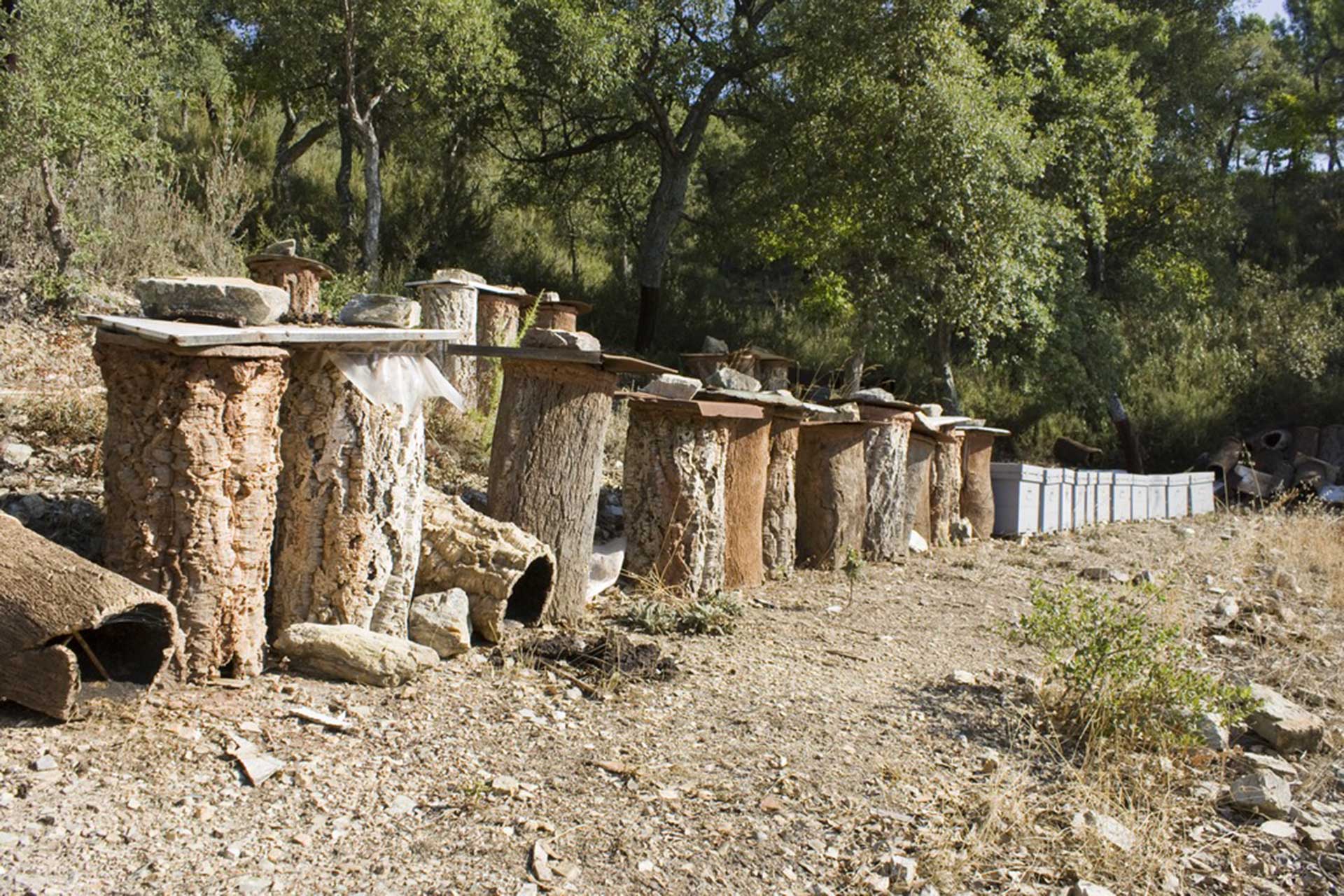 Conocimientos tradicionales: Apicultura