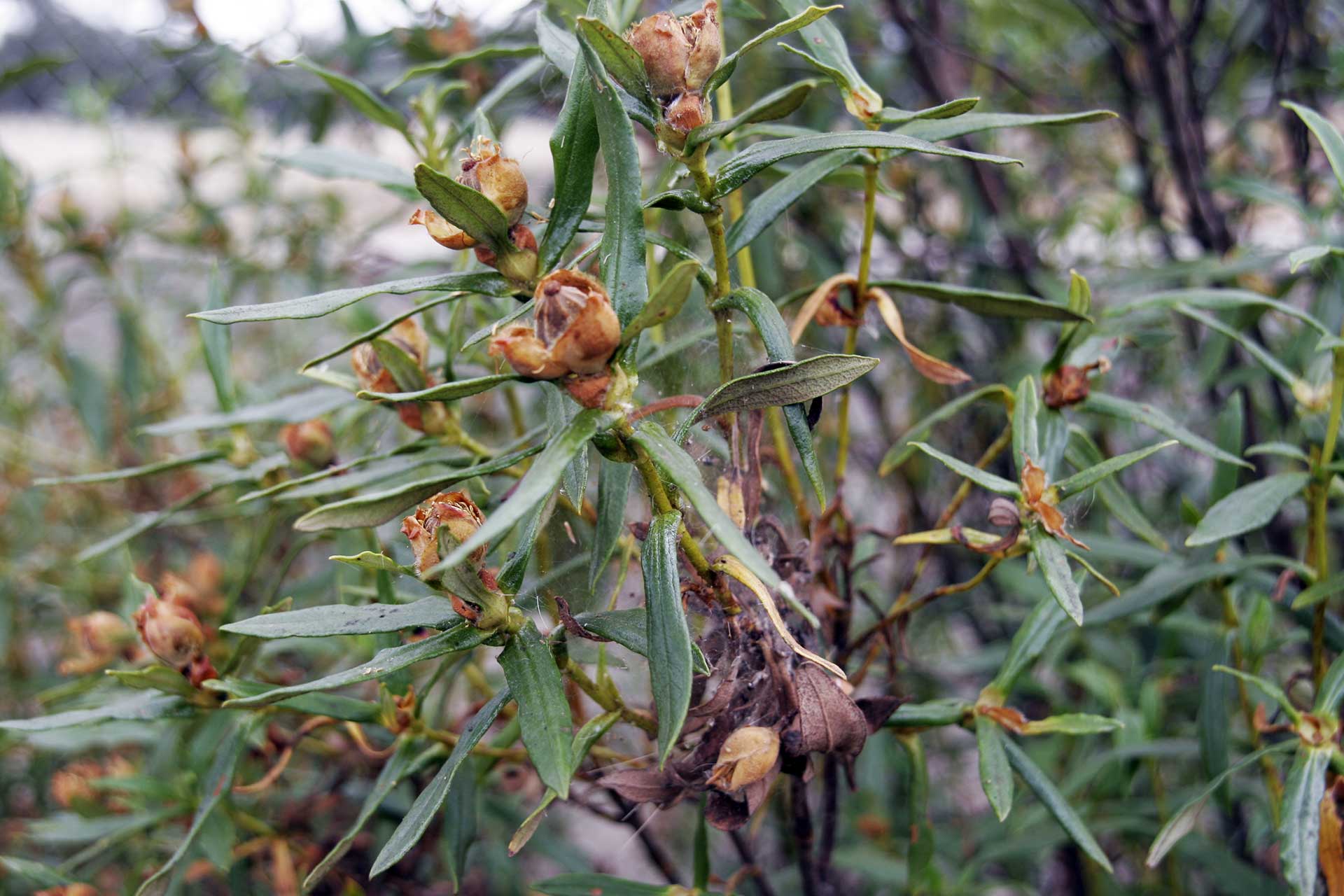 Conocimiento tradicional: Etnobotánica