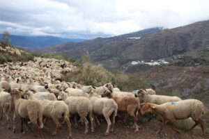 Ganadería extensiva y pastoreo