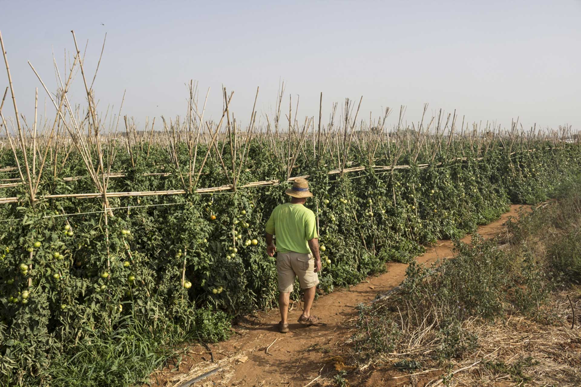 Conocimiento tradicional: Horticultura
