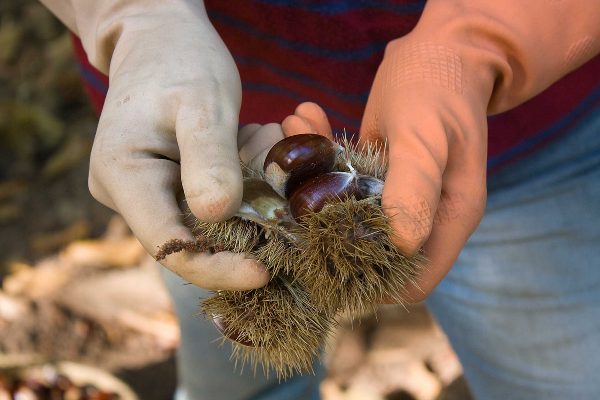 Conocimiento tradicional: Recolección