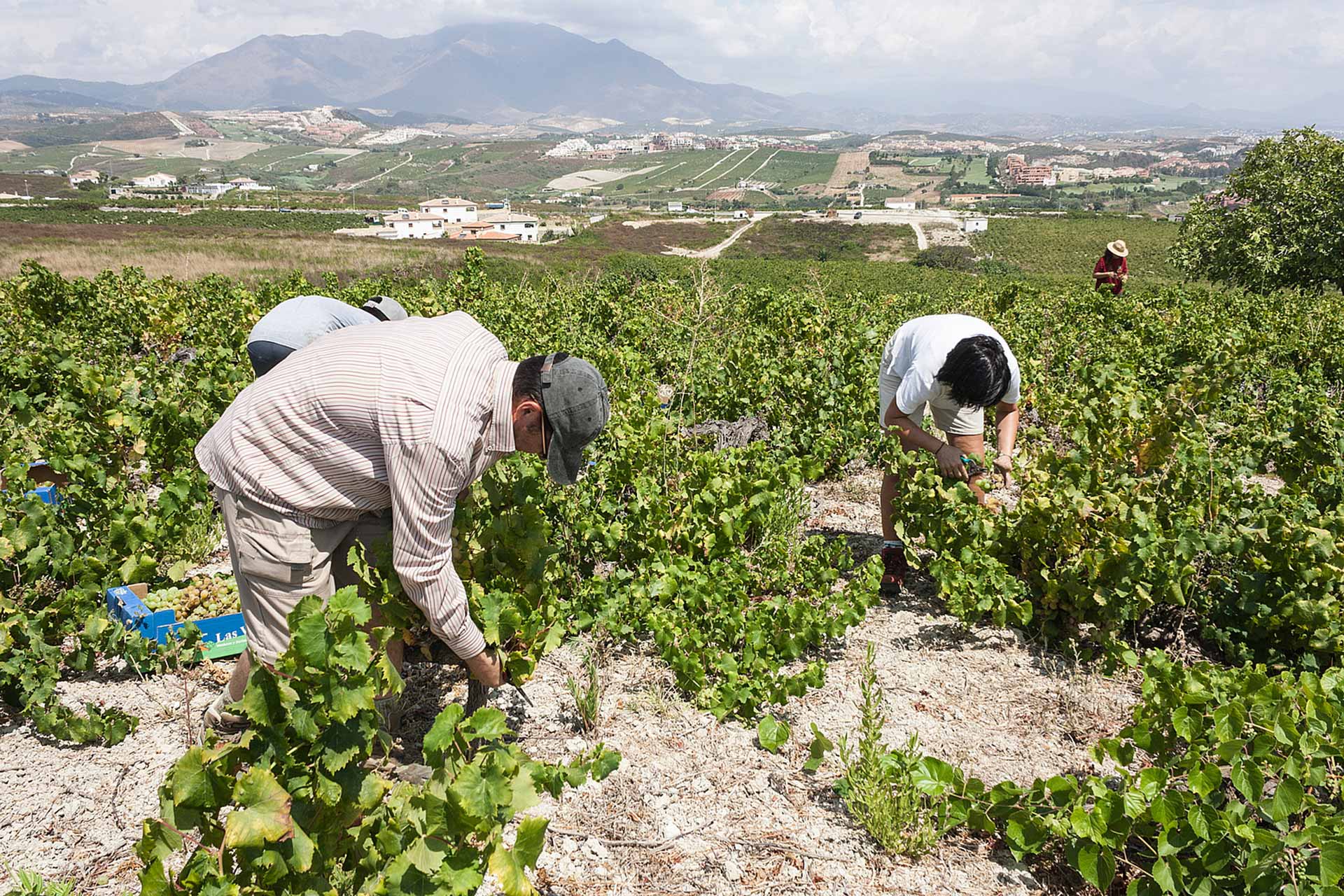 Conocimiento tradicional: Vitivinicultura