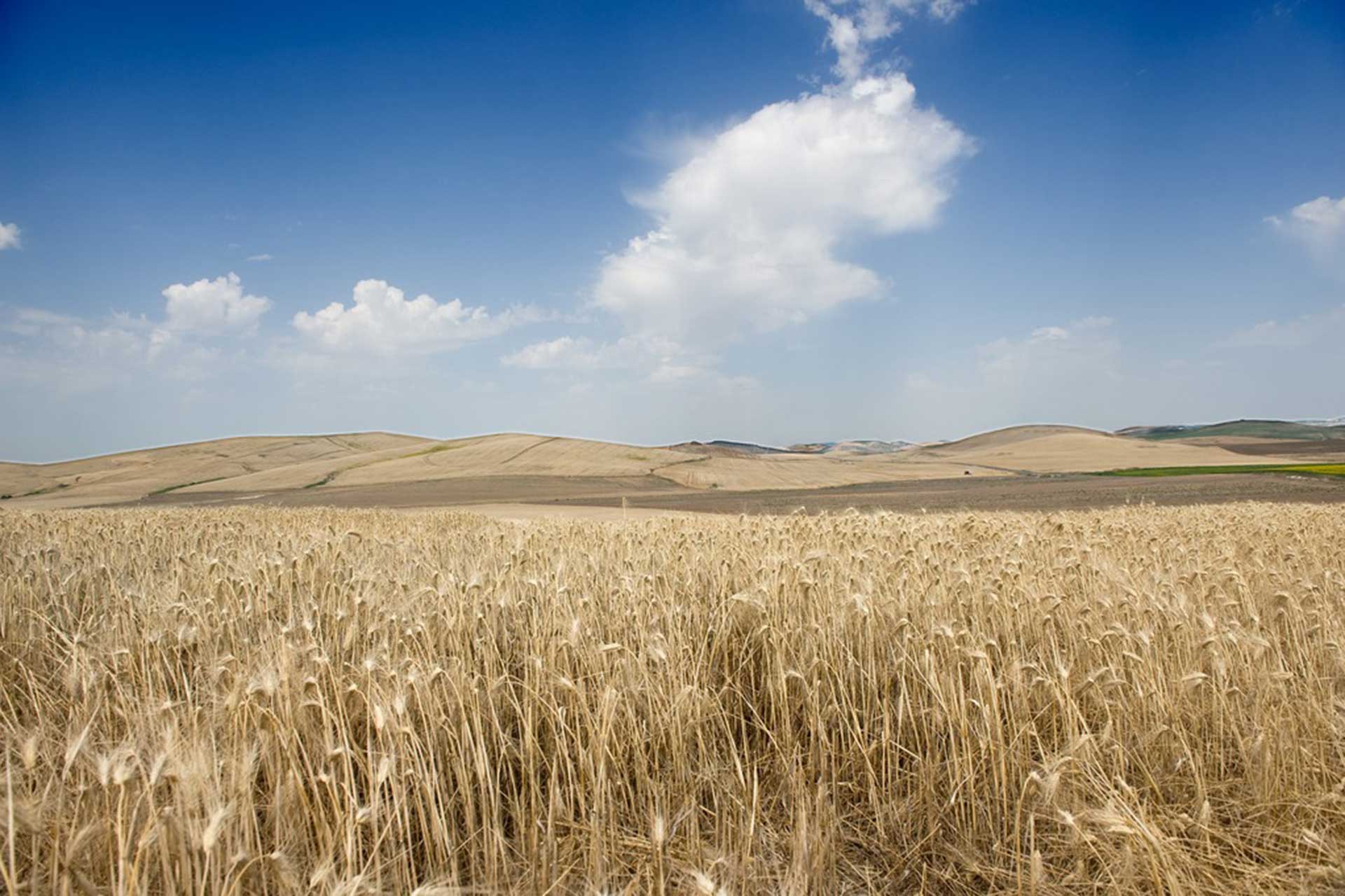Conocimiento tradicional: Cultivos de secano