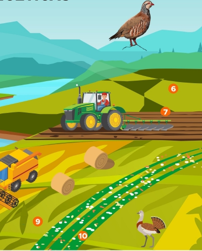 Informe. Sánchez, Casas y Navarrete (2021). Buenas prácticas agrícolas de mejora de hábitats de las especies cinegéticas. Disponible en: https://fundacionartemisan.com/wp-content/uploads/2021/09/buenas-practicas-agricolas.pdf