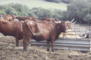 Ganadería retinta en Medina-Sidonia