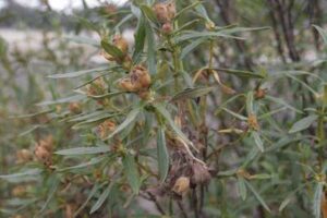 Elaboración de esencia de jara