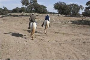 Cría del toro bravo