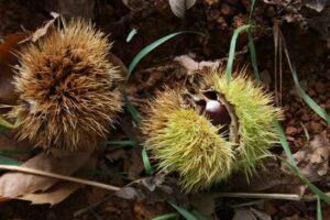 Elaboración del tostón de castañas