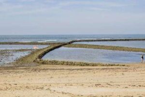 Marisqueo en los corrales de pesca
