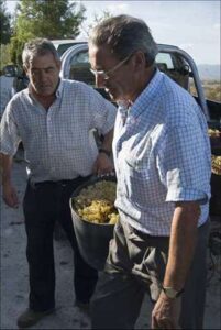 Vinicultura en Galera