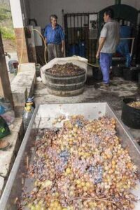 Viticultura y producción de vino en los Montes de Málaga
