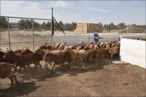 Cría de ganado caprino