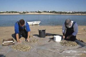 La recogida de coquinas