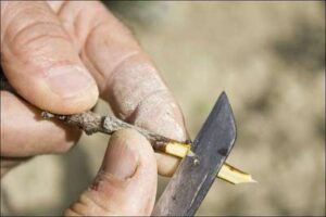 Viticultura en la campiña de Jerez