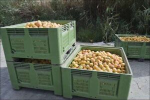 El cultivo del melocotón