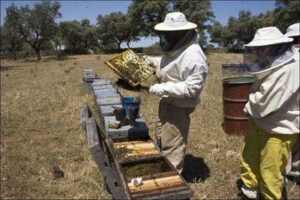 Apicultura
