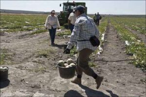 El cultivo del melón
