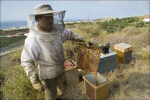 Apicultura