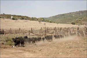 Cría del toro bravo