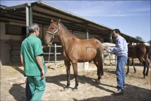 Cría del Caballo Cartujano