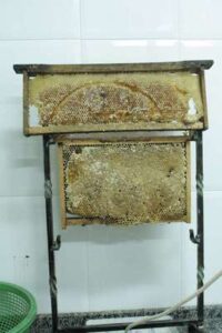 Apicultura.Apícola de Montoro