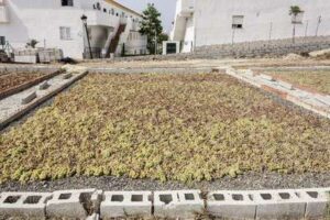 Viticultura y producción de vino moscatel