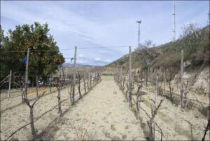 Viticultura en Instinción