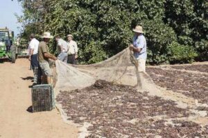 Producción de moscatel pasa en Chipiona