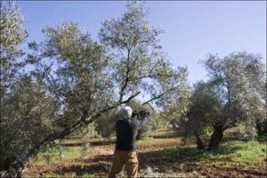 Tala del olivo