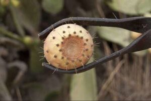Recolección y consumo de chumbos