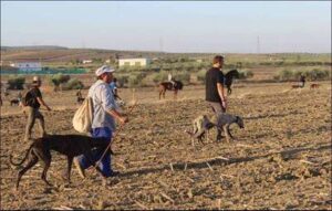 La caza de liebre con galgos en Andalucía