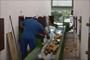 Elaboración de dulce de membrillo