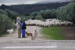 Adiestramiento de mansos, cabestros y perros carea. Trashumancia
