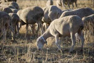 Ganadería del cordero segureño