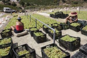Elaboración de pasas en tendales o paseros.