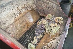 Producción de mosto