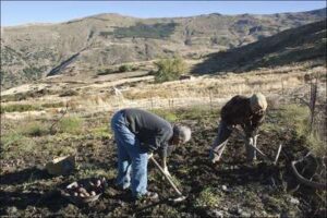 El cultivo de patatas